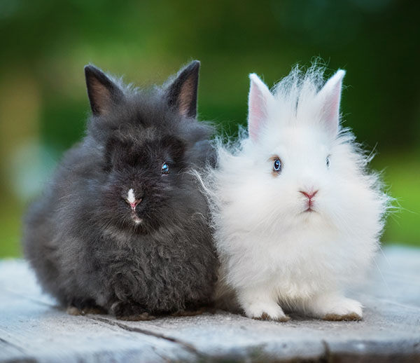 conejos enanos razas