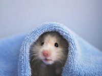 los hamster se pueden bañar