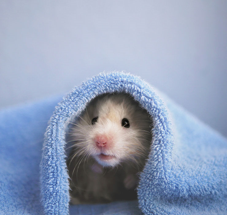 los hamster se pueden bañar
