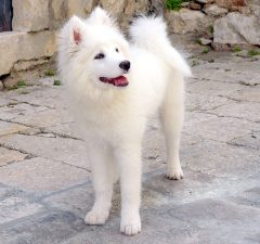 Perro Esquimal Americano