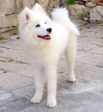 perro esquimal americano