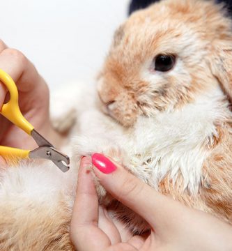 cortar uñas conejo