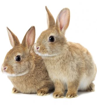 Cómo saber si un conejo es macho o hembra