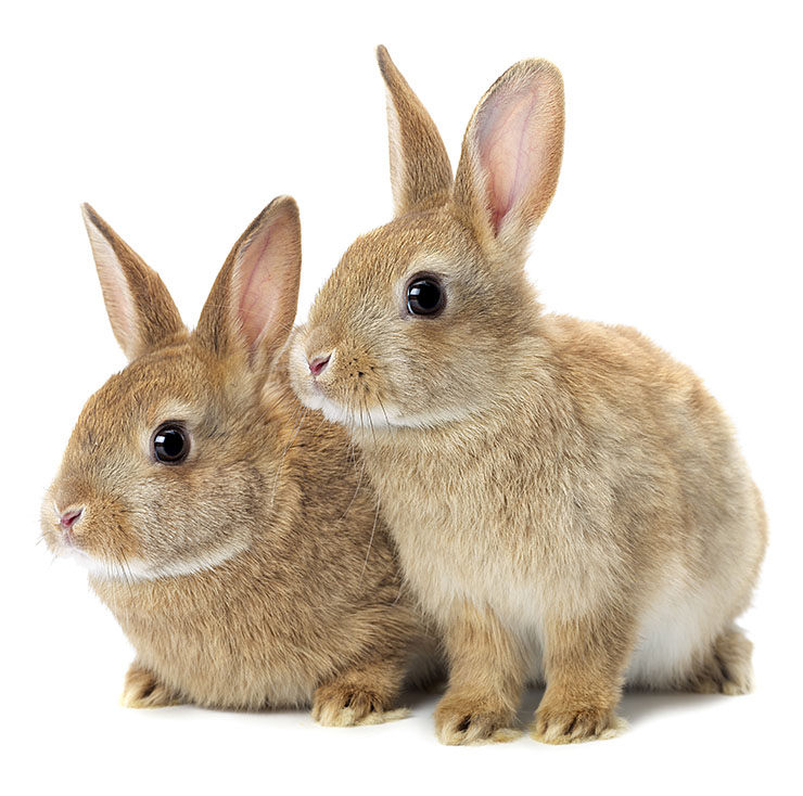 Cómo saber si un conejo es macho o hembra