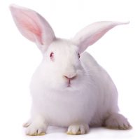 conejo blanco