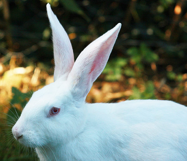 conejo blanco de florida