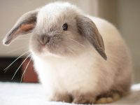 mini lop