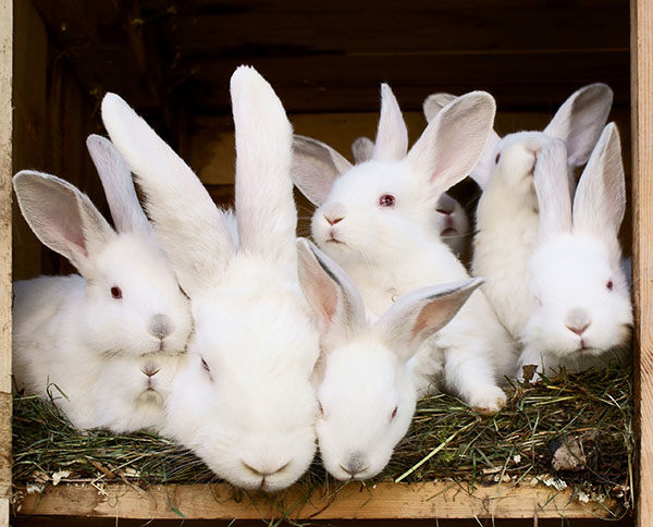 cuántas crías tiene un conejo