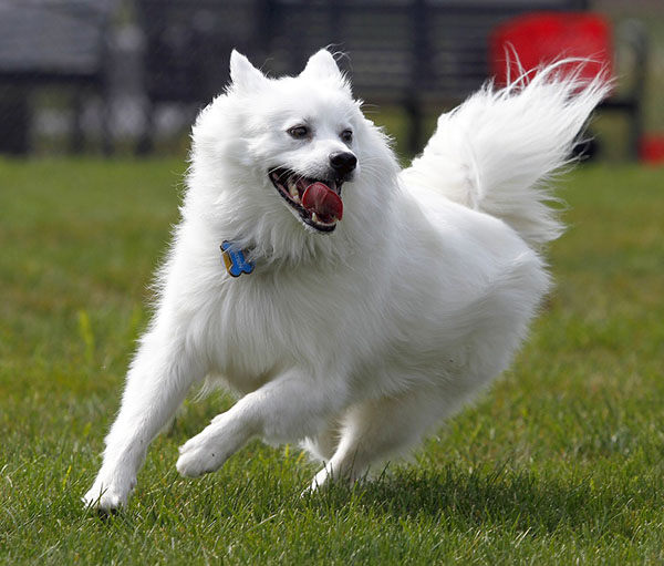 perro esquimal americano