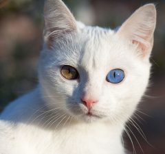 Gato Ruso blanco