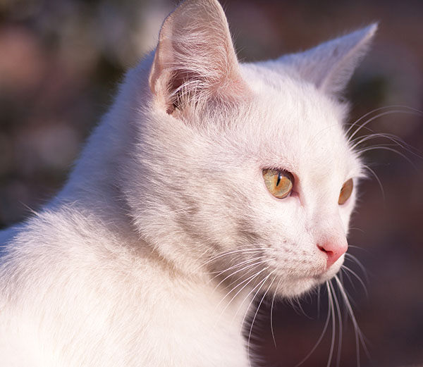 gatito ruso blanco