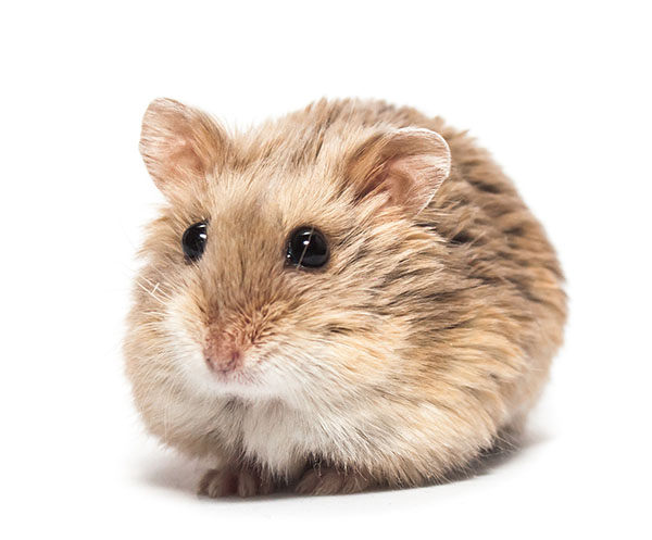 hamster enano