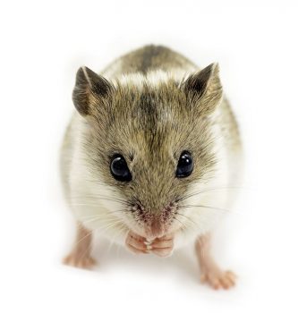 hamster chino