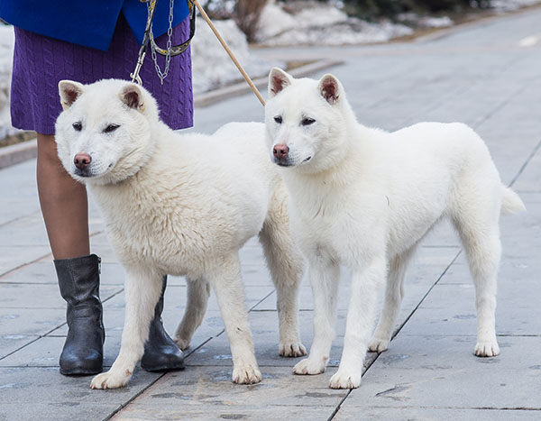 Kishu