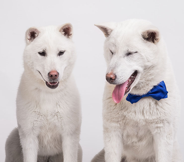 Kishu