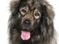 leonberger