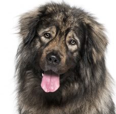 Leonberger