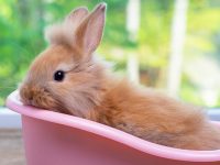 los conejos se bañan