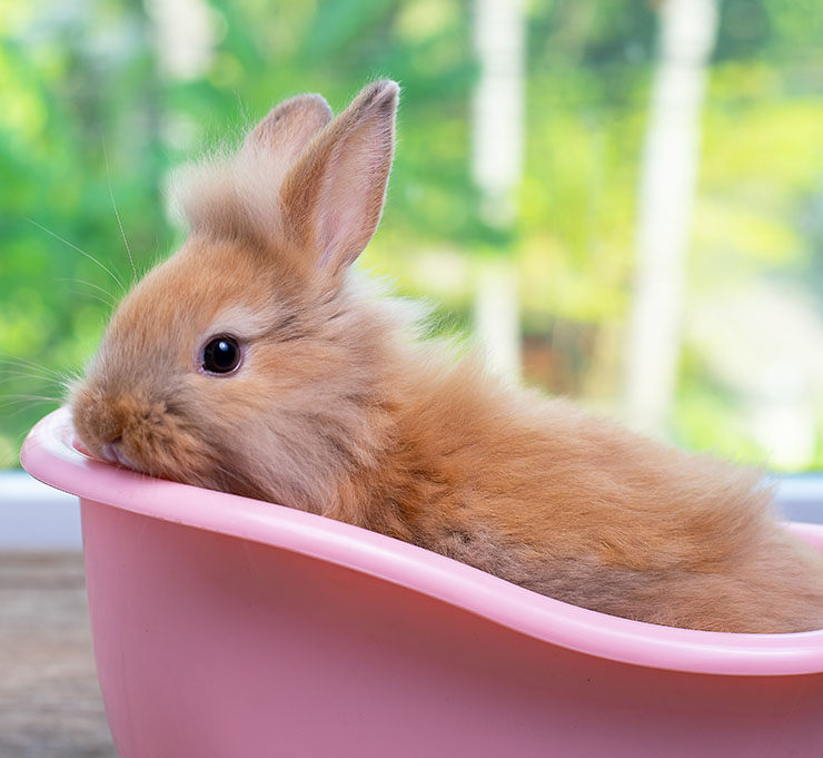 los conejos se bañan