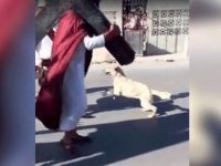 perro defiende a jesús