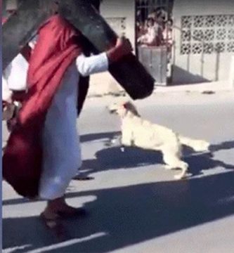 perro defiende a jesús