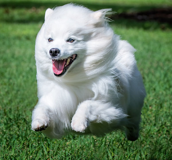 perro esquimal americano