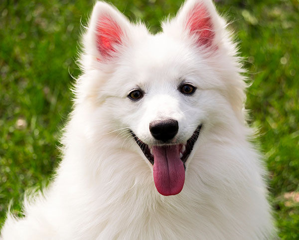 perro esquimal americano