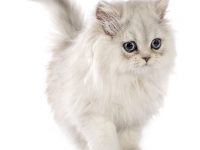gato persa chinchilla