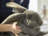 conejos gigantes