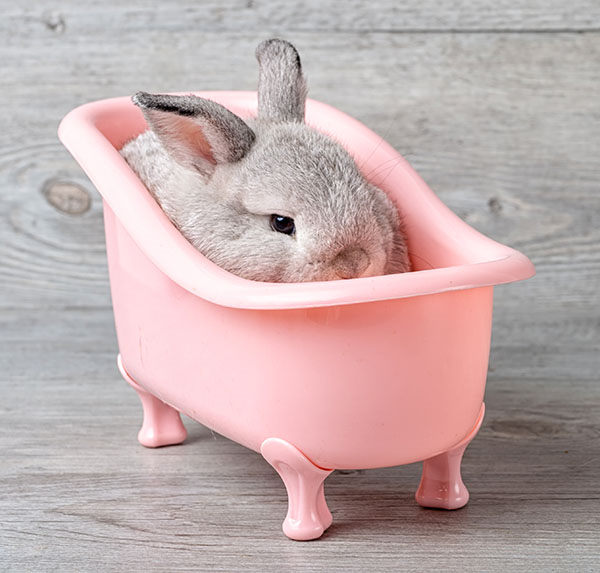 los conejos se bañan