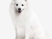 spitz japonés