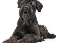 terrier ruso negro