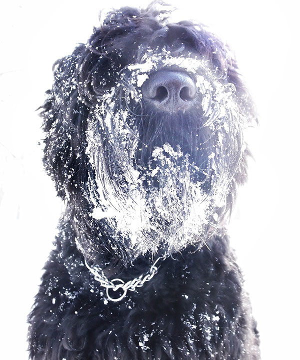 terrier ruso negro