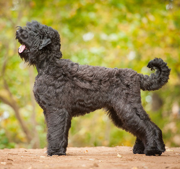 terrier ruso