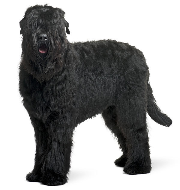 terrier ruso