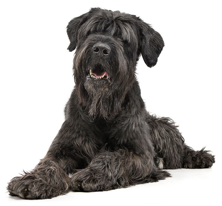 terrier ruso negro