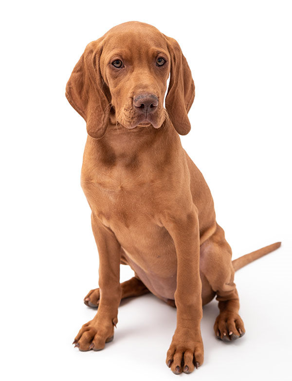 braco húngaro cachorro
