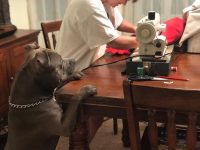 pitbull ama su almohada