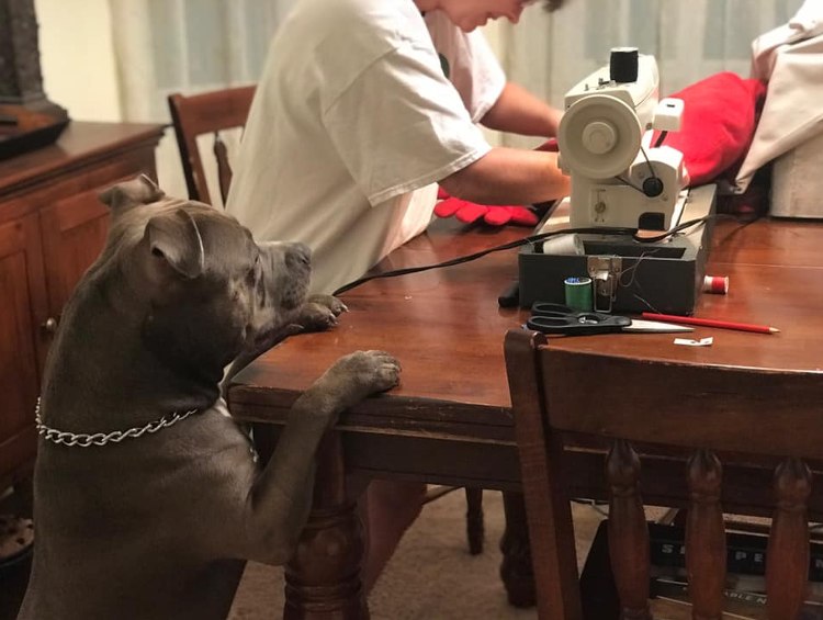 pitbull ama su almohada