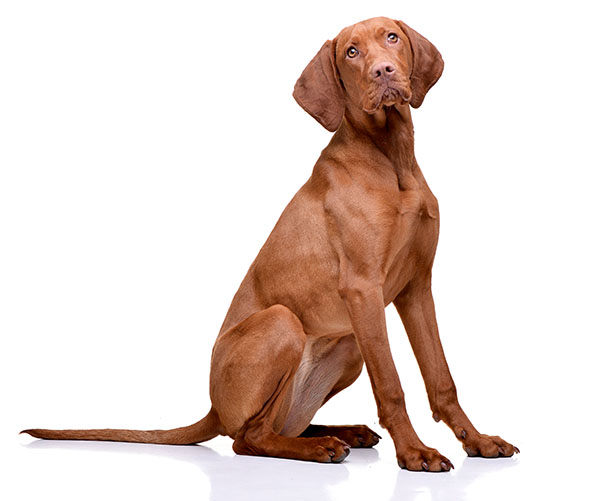 vizsla braco húngaro