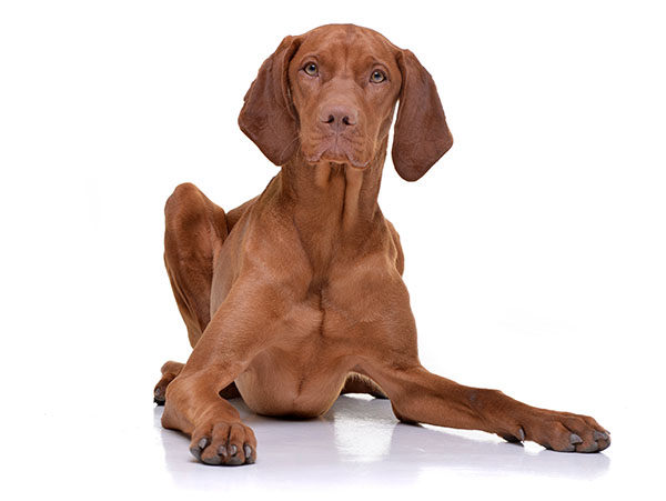 vizsla braco húngaro