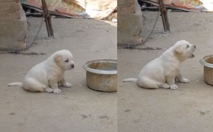 perro aulla como gallo