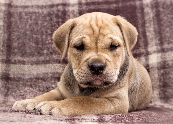 cachorro dogo mallorquín