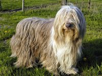 collie barbudo