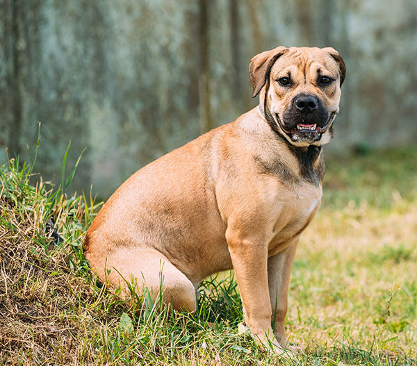dogo mallorquín