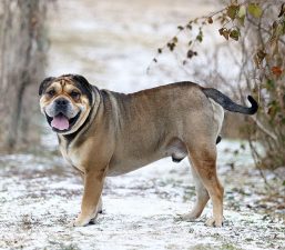 Dogo Mallorquín (ca de bou)