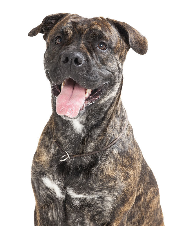 dogo mallorquín  perro de presa 
