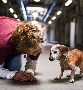 perro salchicha 18 años adoptada