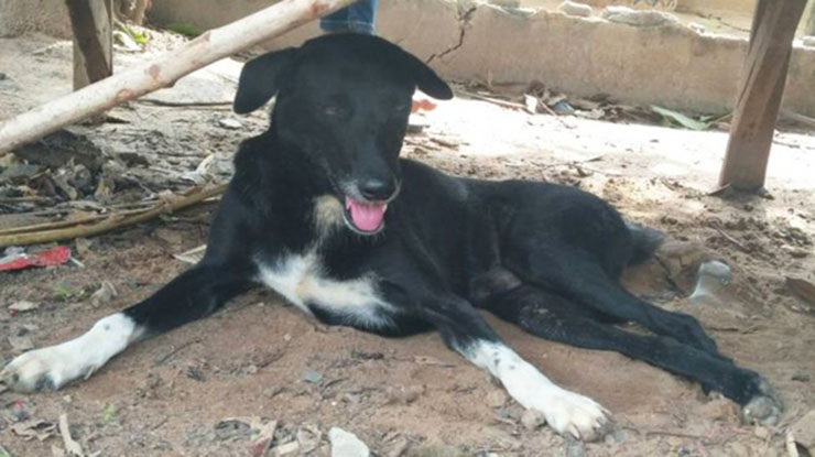 perro salva bebé enterrado