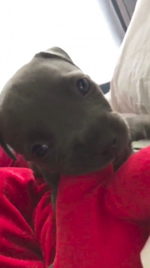 perro chupa almohada